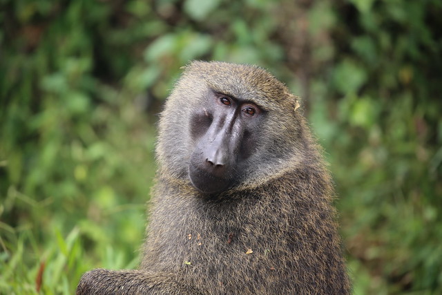 10 days Uganda Safari Wildlife, Gorillas & Chimps