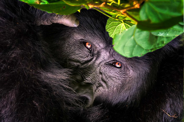 bwindi forest Uganda