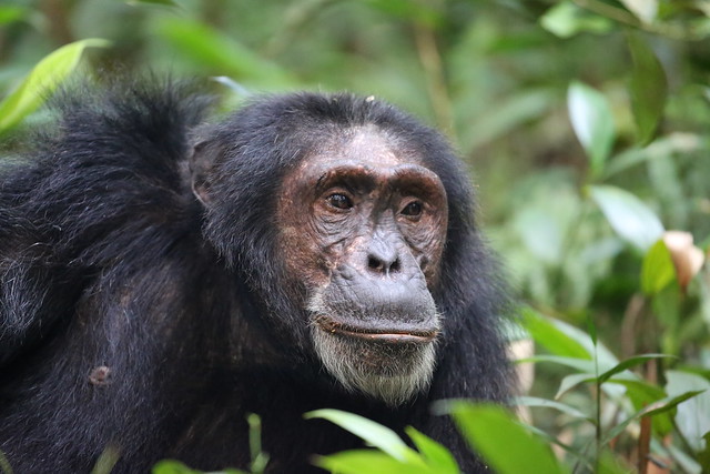 3 Days Chimpanzee Trekking in Uganda Kibale