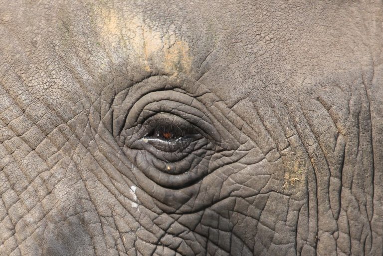 7 Day Big Five Safari Uganda