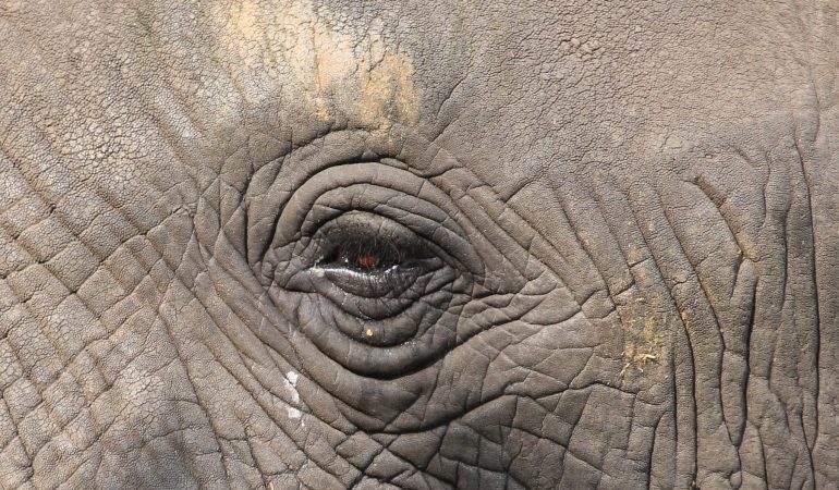 elephant uganda