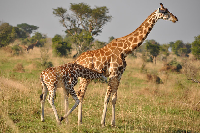 giraffe-safaris