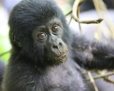 gorillas-of-uganda