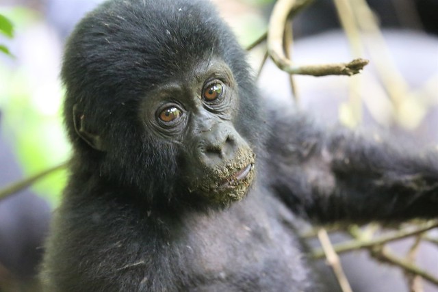 gorillas-of-uganda