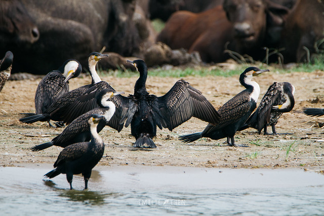 4 Days Uganda Safari, Chimpanzee & Wildlife