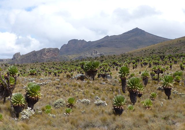 mount-elgon