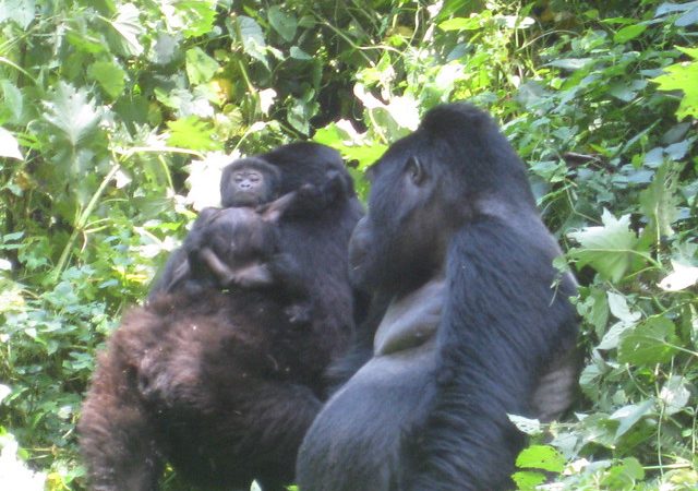 mountain gorilla family