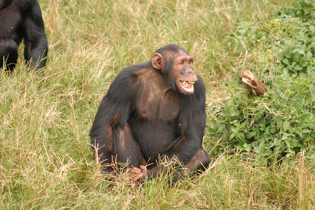 3 Days Ngamba Chimpanzee Tour