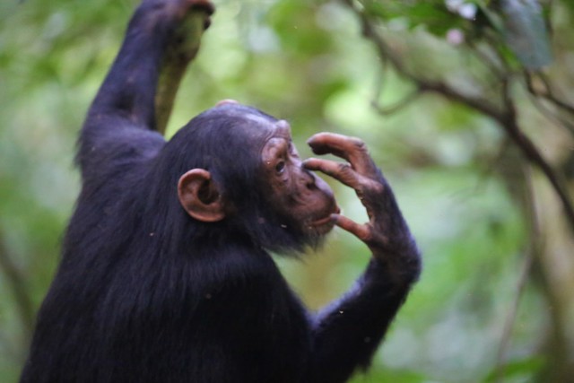 1 Day Chimpanzee Trekking safari in Uganda to Budongo Forest