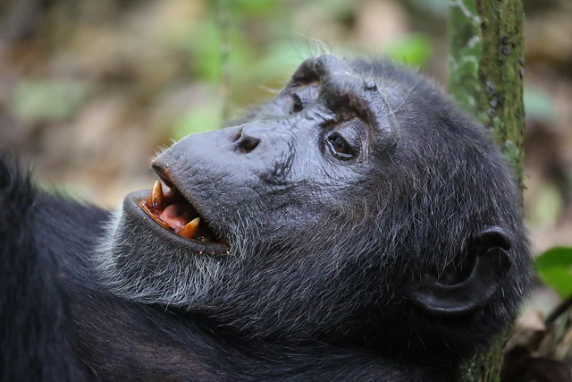 5 Day chimpanzee Wildlife safari in Uganda