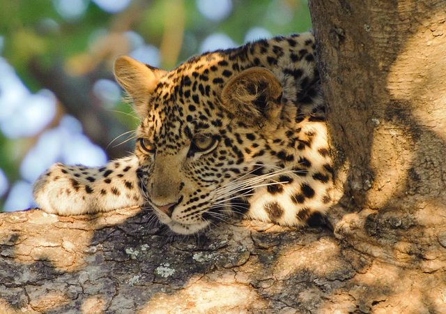 uganda-leopard