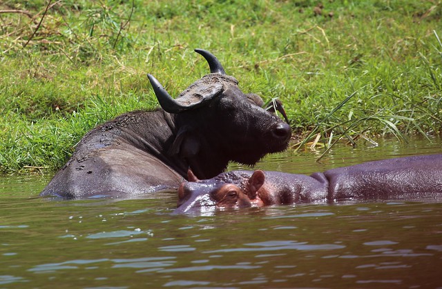 7 Days Uganda Safari, Gorillas, Wildlife & Chimps