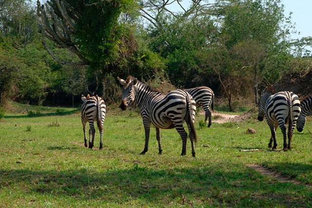 zebra