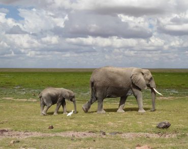 amboseli