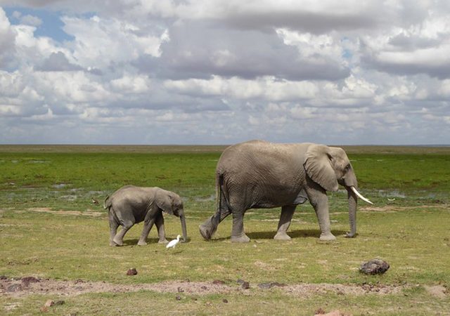 amboseli