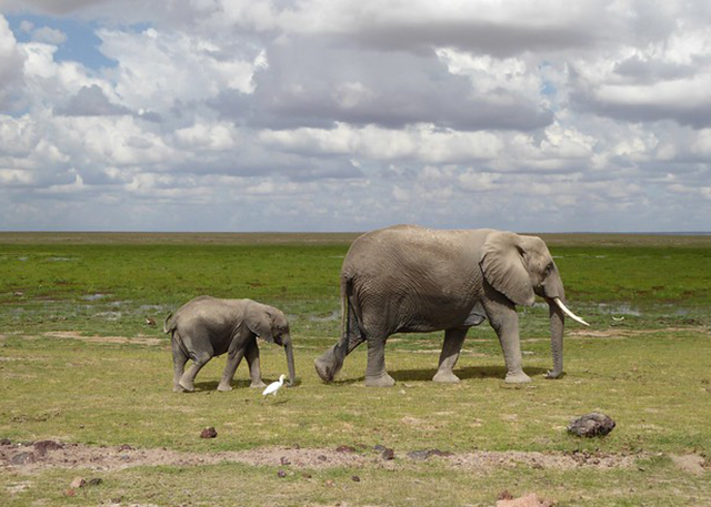 3 Day Safari Amboseli Kenya