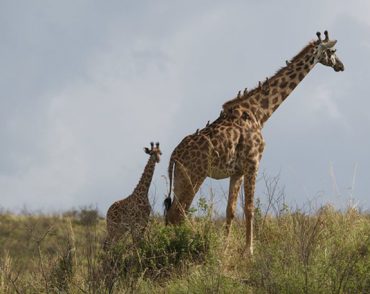 arusha-giraffe