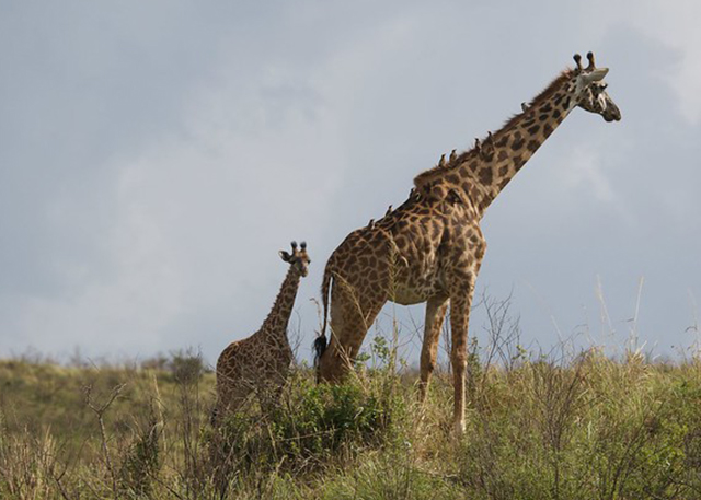 arusha-giraffe