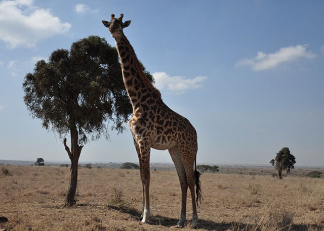 giraffe
