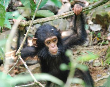 gombe-stream-chimps