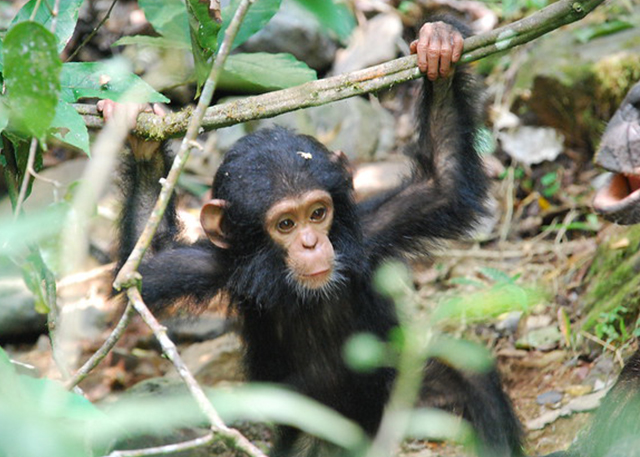 gombe-stream-chimps