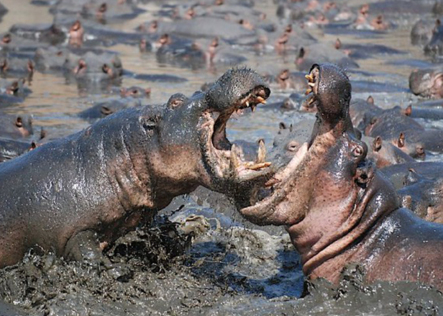 hippos-katavi