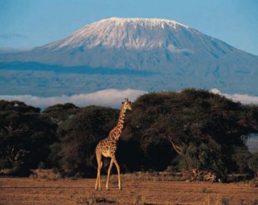 kilimanjaro
