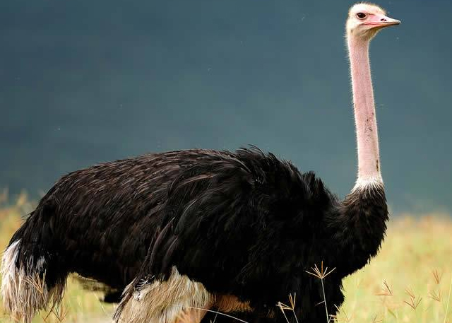 kitulo-birds