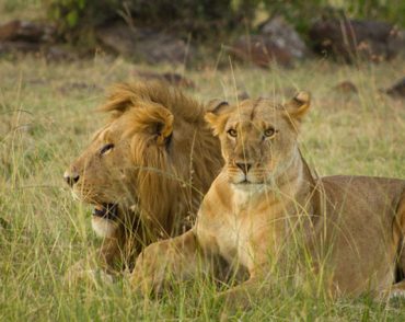 lions-masai-mara