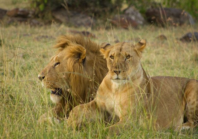 lions-masai-mara