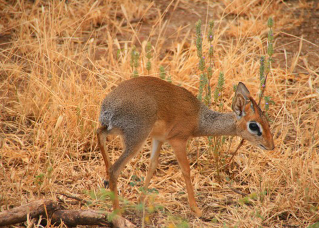 manyara