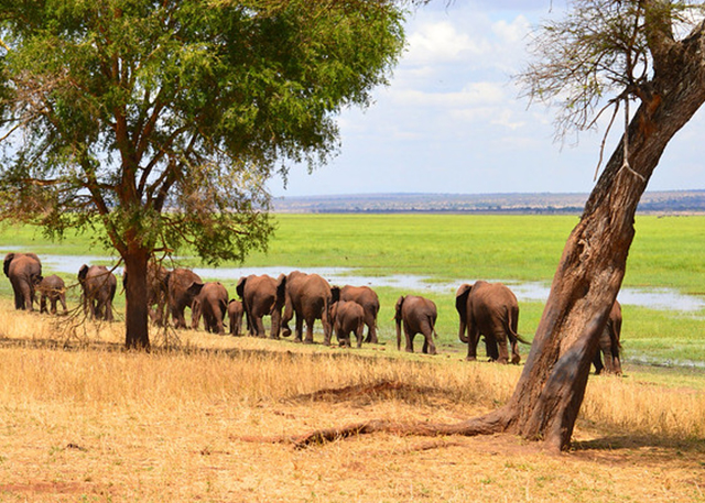 tarangire