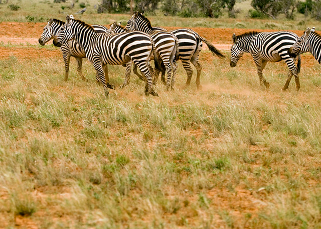 tsavo safari