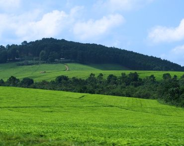 uganda tea farm africa