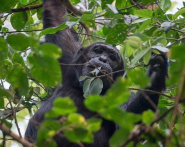 kibale chimpanzee safaris