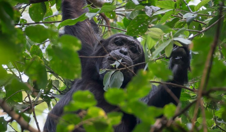 kibale chimpanzee safaris