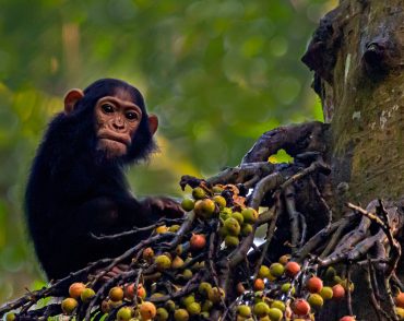 chimpanzee trekking uganda