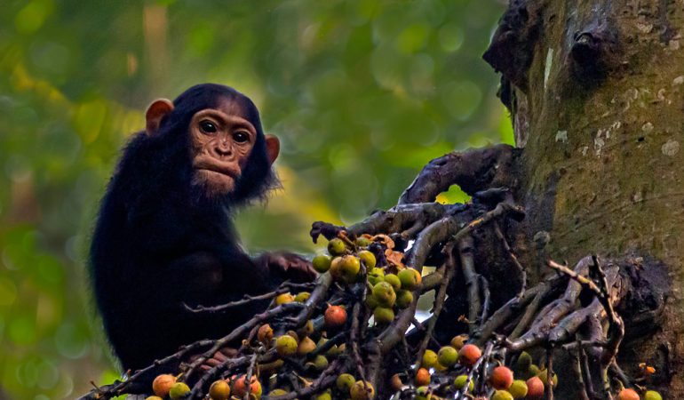 chimpanzee trekking uganda