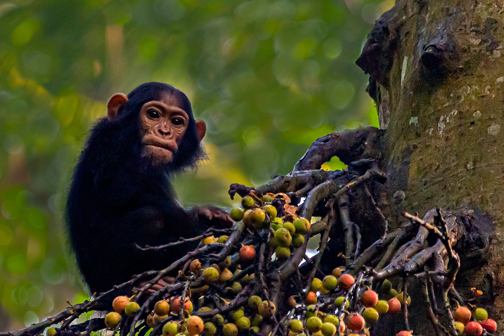 chimpanzee trekking uganda