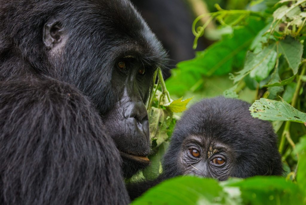 mountain gorilla