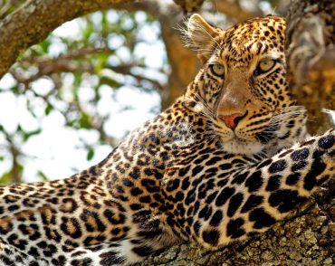 kenya safari leopald