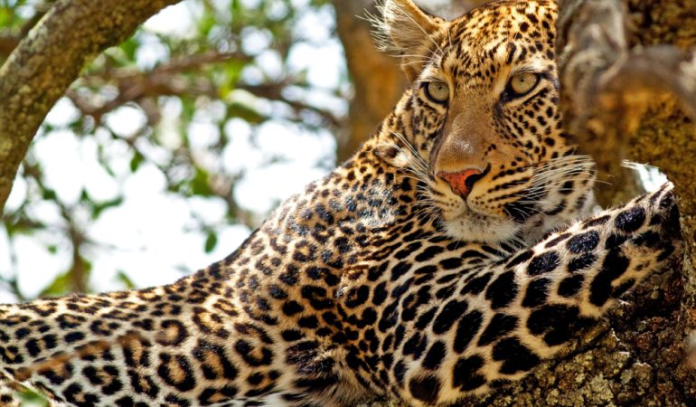 kenya safari leopald