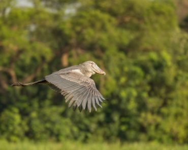 uganda birding shoebill