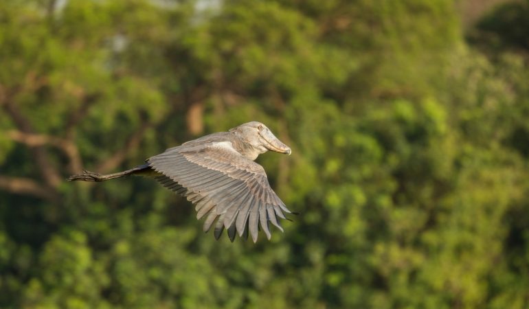 uganda birding shoebill
