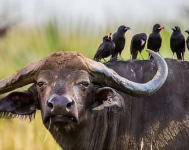 uganda buffalo