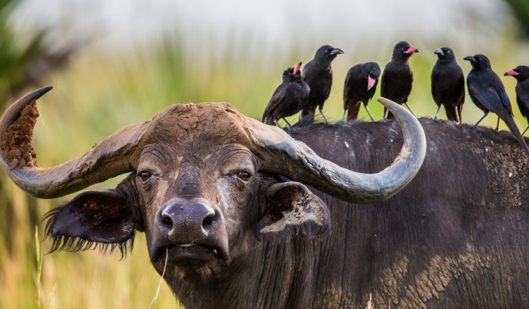 uganda buffalo