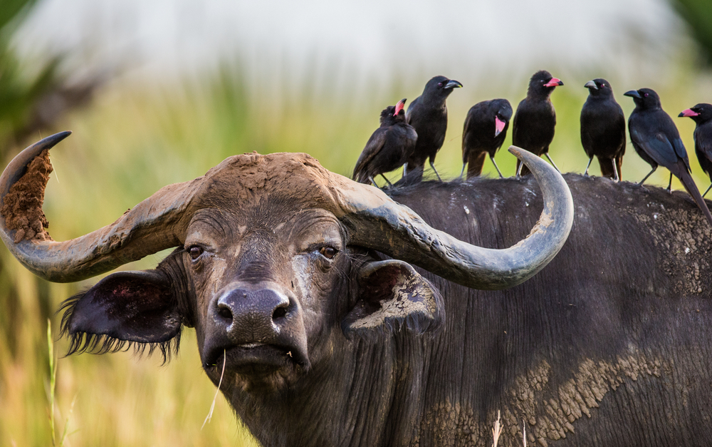 uganda buffalo