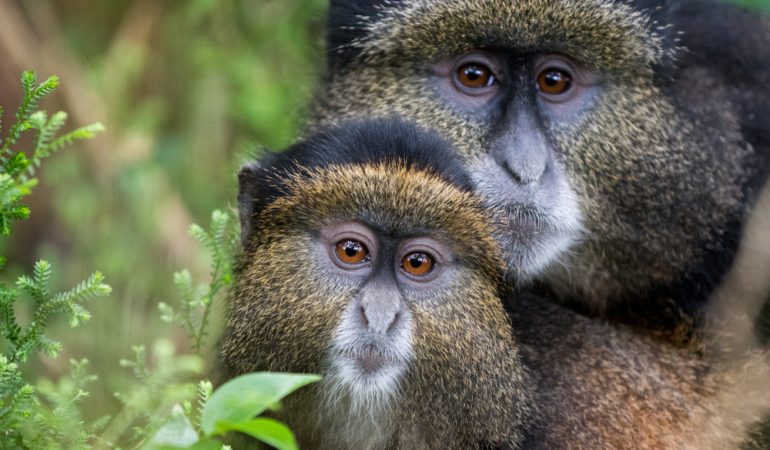 rwanda gorilla monkey