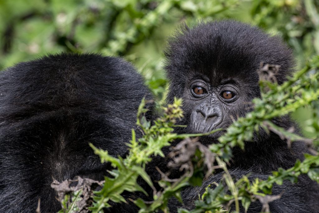 gorilla tours
