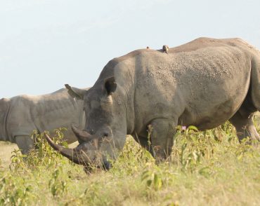 black rhino akagera national park